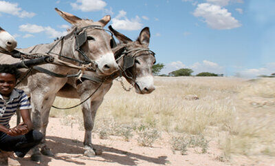 Brian’s Column: Road safety back to basics – donkeys in Somalia