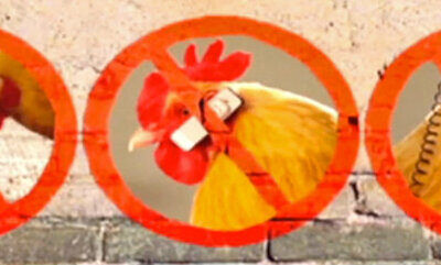 How does the chicken cross the road? – campaign advert